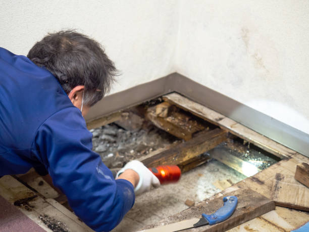 Best Post-Flood Mold Remediation in Erie, IL