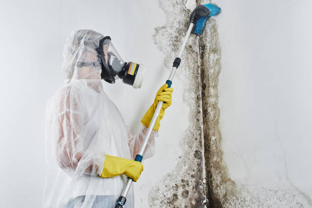 Best Commercial Mold Remediation in Erie, IL