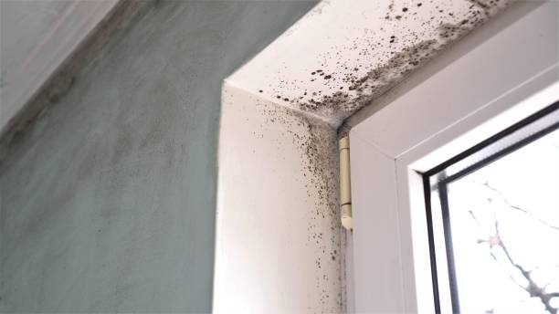 Best Basement Mold Remediation in Erie, IL