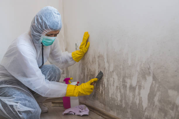 Best Crawl Space Mold Remediation in Erie, IL