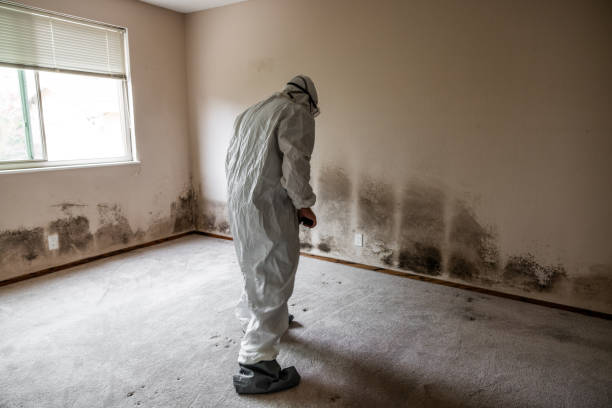 Trusted Erie, IL Mold Remediation Experts
