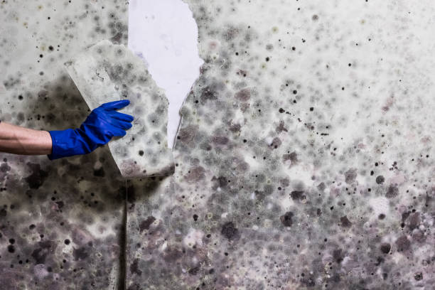 Best HVAC Mold Remediation in Erie, IL